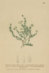 Sandwort pełzający (Moehringia ciliata, Moehringia polygonoides, Arenaria obtusa)