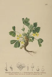 Pełzająca Sibbaldia (Sibbaldia procumbens)