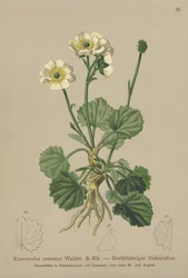 Bażyna czarna (Ranunculus crenatus)