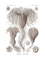 Crinoidea, 1899-1904