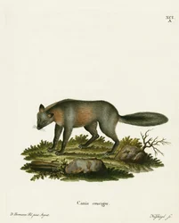 Cross Fox (kolorowy grawerunek)