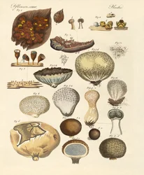 Rośliny kryptogramów (kolorowy grawer)