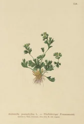 Cut Leaved Ladys Mantle (Alchemilla pentaphyllea)