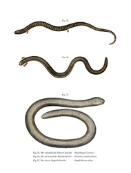 Bachia Chubiera (Kalor Litho)