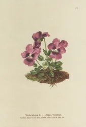 cyklamen, fiołek alpejski (viola alpina)