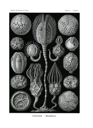 Cystoidea, 1899-1904