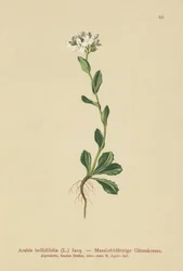 Rzeżucha zwyczajna (Arabis bellidifolia)