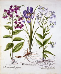 Dames Violet and a Field Iris, z Hortus Eystettensis, Basil Besler (1561-1629), wyd. 1613 (grawerowanie ręcznie kolorowane)