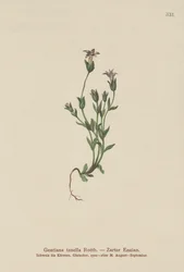 Duńska goryczka karłowata (Gentiana tenella, Gentianella tenella, Comastoma tenellum)