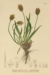 Babka Ciemna (Plantago atrata, Plantago montana)