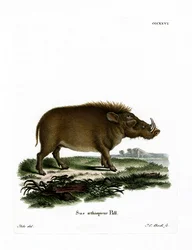Guziec pustynny (kolorowy grawerunek)
