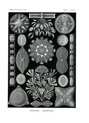 Diatomea, 1899-1904
