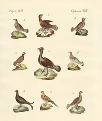 Różne rodzaje woodhens