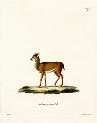 Dik-dik (kolorowy grawerunek)