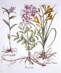 Dittany, White Helleborine i Yellow Day Lily, z Hortus Eystettensis, Basil Besler (1561-1629), wyd. 1613 (grawerowanie ręcznie kolorowane)