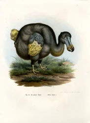 Dodo, 1864 r.