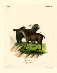 Koza domowa (kolorowy grawerunek)