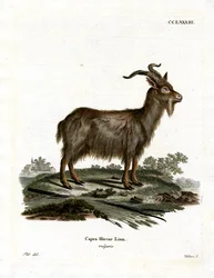 Koza domowa (kolorowy grawerunek)