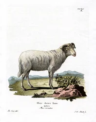 Owca domowa (kolorowy grawer)
