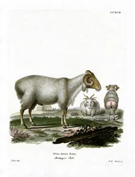 Owca domowa (kolorowy grawerunek)