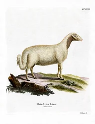 Owca domowa (kolorowy grawerunek)