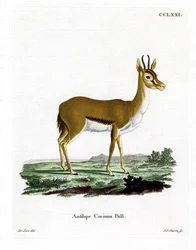 Dorcas Gazelle (kolorowy grawerunek)