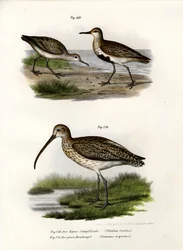 Dunlina, 1864 r.