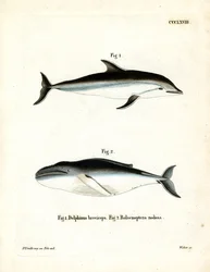 Dusky Dolphin (kolorowy grawerunek)