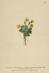Pięciornik karłowaty (Potentilla minima, Potentilla Brauneana, Potentilla dubia)