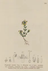 Świetlik karłowaty (Euphrasia minima, Euphrasia officinalis, Euphrasia pratensis var. nemorosa)