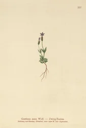 Goryczka karłowata (Gentiana nana, Gentianella nana)