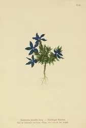 Goryczka karłowata (Gentiana pumila)
