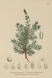 Jałowiec karłowaty (Juniperus nana, Juniperus communis subsp. nana, Juniperus communis var. saxatilis)