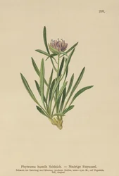 Rampion karłowaty (Phyteuma humile)
