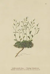 Rzeżucha karłowata (Arabis pumila)