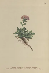 Waleriana karłowata (Valeriana supina)