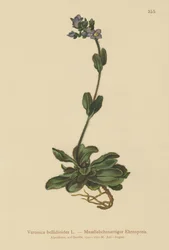 Przetocznik karłowaty (Veronica bellidioides)