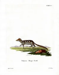 Niełaz wschodni (kolorowy grawerunek)