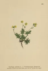 Skalnica wschodnia ( Saxifraga sedoides )