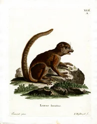 Lemur włochaty (kolorowy grawerunek)