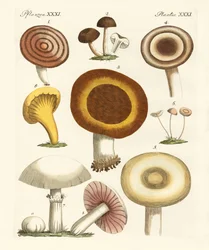 Grzyby jadalne