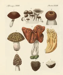 Grzyby jadalne