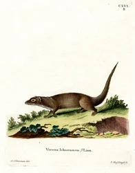 Mangusta Egipska (kolorowy grawerunek)