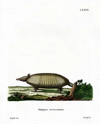 Pancernik ośmiopasmowy (kolorowy grawerunek)