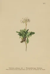 Valeriana liściowa (Valeriana saliunca)