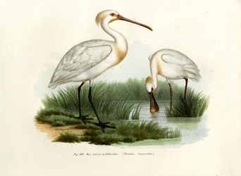Warzęcha zwyczajna, 1864