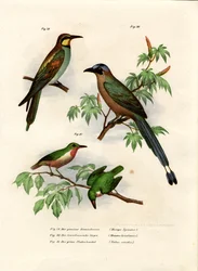 Żołna europejska, 1864 r.