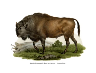 Żubr, 1860