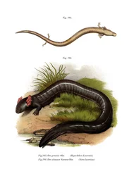 Olm Europejski (kolor lito)