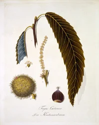 Fagus Castanea, z „Kompleksowej pracy nad wszystkimi gatunkami drewna” Johanna Daniela von Reittera, opublikowana 1803-05 (kolorowa grawerunek)